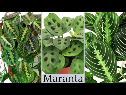 The secret of Maranta Houseplant Care  // Maranta Leuconeura Varieties //Most Types of Prayer Plants