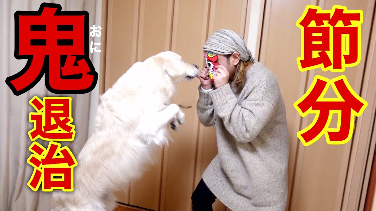伸びをするダルメシアン(ゴールデン)さん 大型犬】みんなで節分！犬も鬼は嫌い！英国ゴールデンレトリバーの