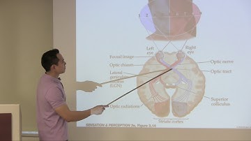 Brian E Chen Lectures on Experience-Dependent Plasticity