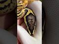 Pastel Yellow Belly Pied Het Clown #BallPython