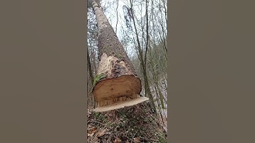 The fall of a giant tree. Turn on the sound