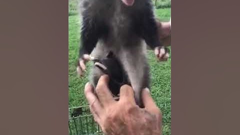 Man Catch possum By Hand #shorts #funnyvideo