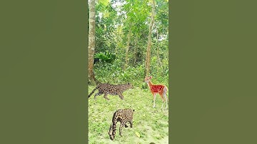 A leopard attacked in deer in jungle. #shorts #video #vfx #animals #funny #comedy #tiger #trending