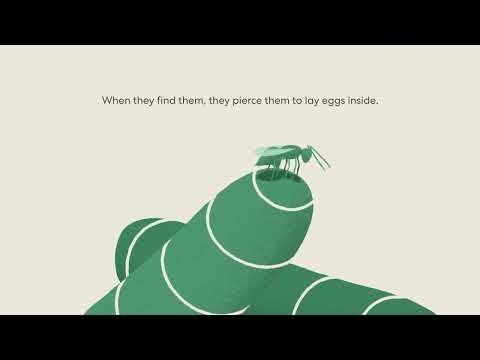 Video: Ar prototerai deda kiaušinius?