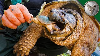 Hungry Turtle Takes My Toy!