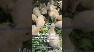 #утки #животные #огороднаподоконнике #садоводничество