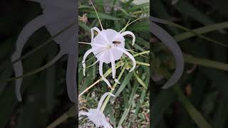 Nectar Sucking Bee Visits 🐝