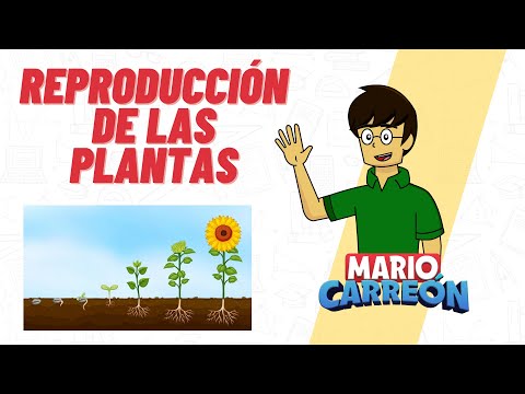 Video: ¿Qué tipos) de reproducción tienen las plantas?