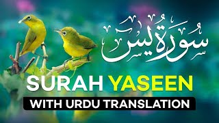 Surah Yasin  Yaseen  With Urdu Translation  Quran Tilawat Beautiful Voice  Hindi Tarjuma
