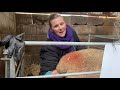 Lambing video 8  - Sharon’s 2nd lamb backwards