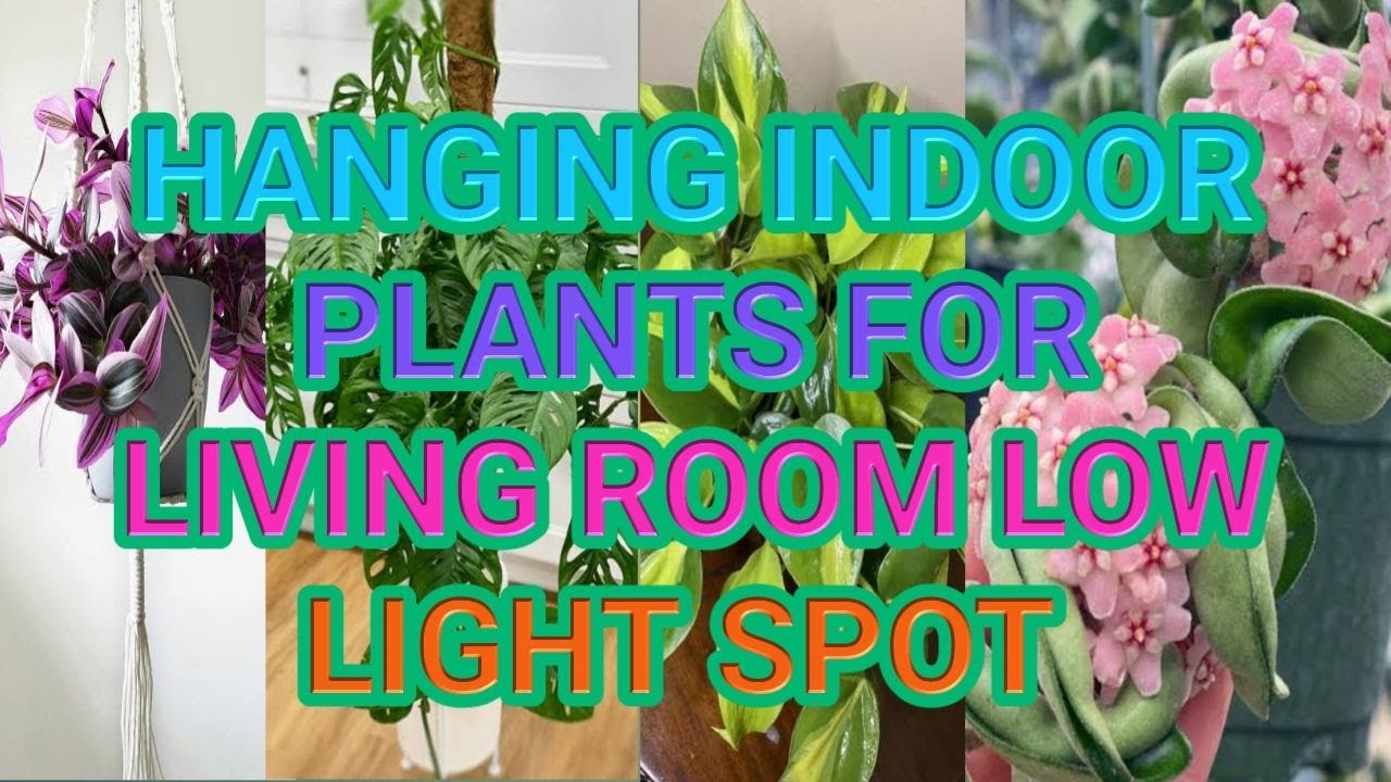 10 Best Hanging Indoor Plants for Living room Low Light spot Green Garden