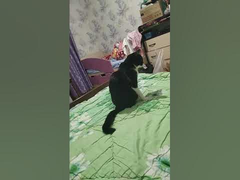 фигня конешно но лайк за котика - YouTube