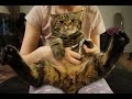 Коту стригут когти; Cat nails clipping