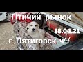 Голуби Птичий рынок г Пятигорск-ч4  Pigeons Bird market Pyatigorsk-ch4