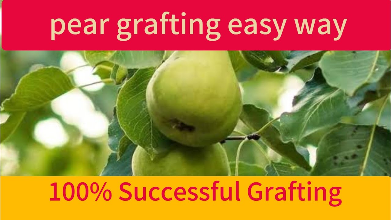 pear grafting easy method ناشپاتی میں قلم لگا نے کا آسان طریقہ - YouTube