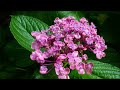 【新曲】花絆/野中さおり/cover kirara/2023年5月31日発売