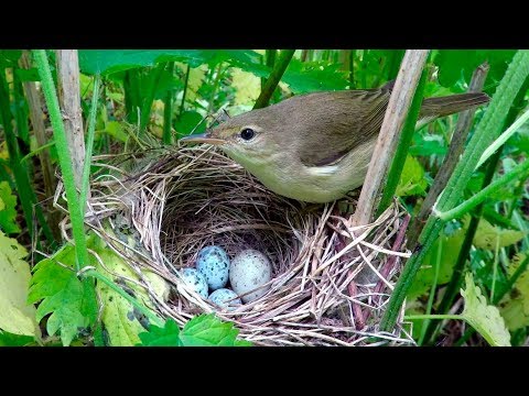 Видео: Как кукушка откладывает яйца?