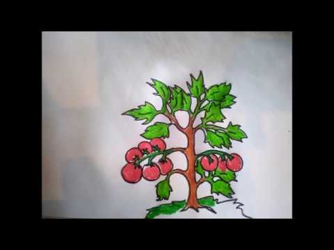 Cara Menggambar Pohon Tomat