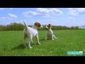 Le jack russel terrier