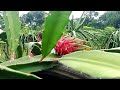 Dragon fruit farming in bangladesh, Dragon Fruit Plantation Guide