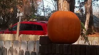 Squirrels love feasting on our holiday pumpkins! 🐿️🎃