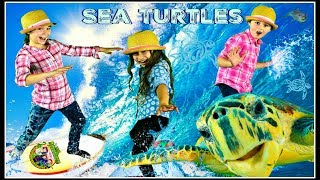 Sea Turtles For Kids | All About Sea Turtles!