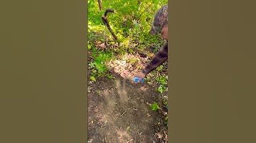 Creating a Mock scrape￼ in front of new stand! #mockscrape #bowhunting #shorts #bigbucks