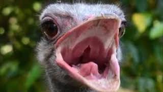 Trend Seluar Jean Koyak Nampak Bontot Kan Berhijab Tu ??