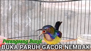 Korlap masteran gacor