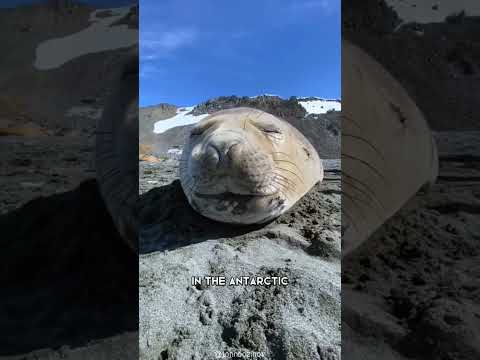 أكبر خطر متواجد فى البحار