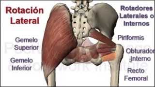 Muslo del musculos internos rotadores