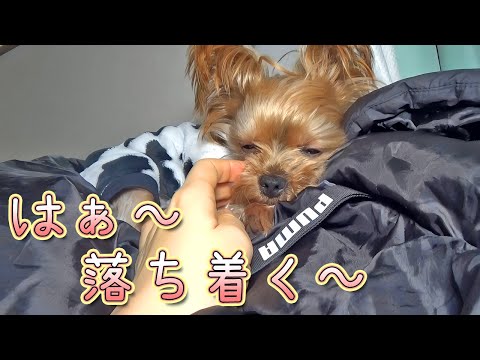 【ヨークシャテリア】脱いだ服が大好物のヨークシャテリア【Yorkshire Terrier】