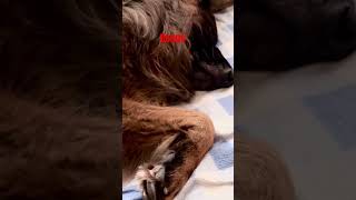 Benuś na trybie : LENIUCH 🐶🐾♥️.         #owczarek #śmieszne #pies #love #dog #dogs