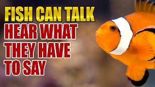 Here's What Fish Sound Like When They 'Talk' To Each Other