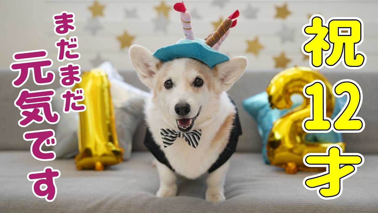 This Corgi celebrated his 12th birthday and got a special gift