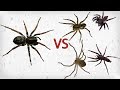 Can any spider beat the Ant Spider?