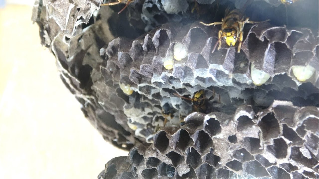 女王蜂が死んだらスズメバチの巣が修羅場になった Youtube