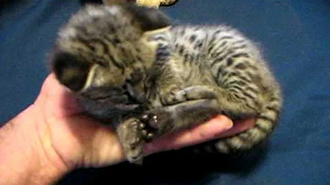 Watch the video about F1 Savannah kitten 01-26-09 After playing