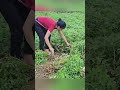 Harvest Peanut, Bring ripe peanuts to the market to sell || Tin's daily life