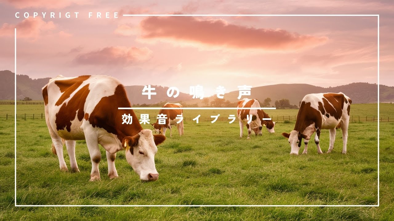 牛 鳴き声 効果 音