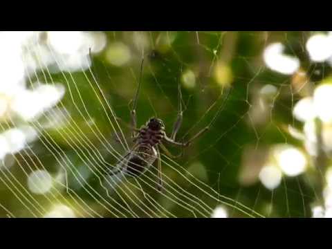Golden Orb Spider creating web camera iphone 8 plus apk