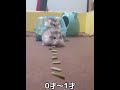 愛されてるハムスターの生涯