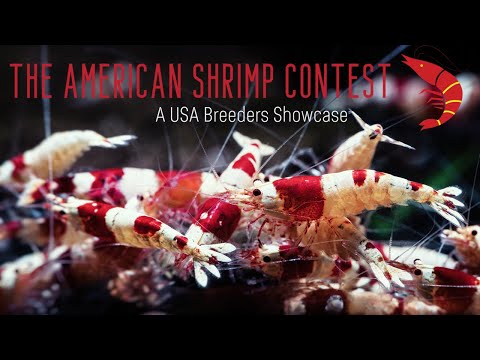 [TOP 30] Freshwater Shrimp in the USA - Top Breeders Compete