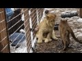 The contact zoo / Kontaktní zoopark Видео The contact zoo / Kontaktní zoopark Видео