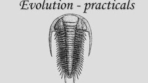 Evolution | Practical Evolution and Principle of Systematics | Bsc |