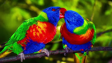 FREE] Romantic Zouk  "Parrots " Zouk love [Afro Pop Type Beat] Kizomba Instrumental 2021