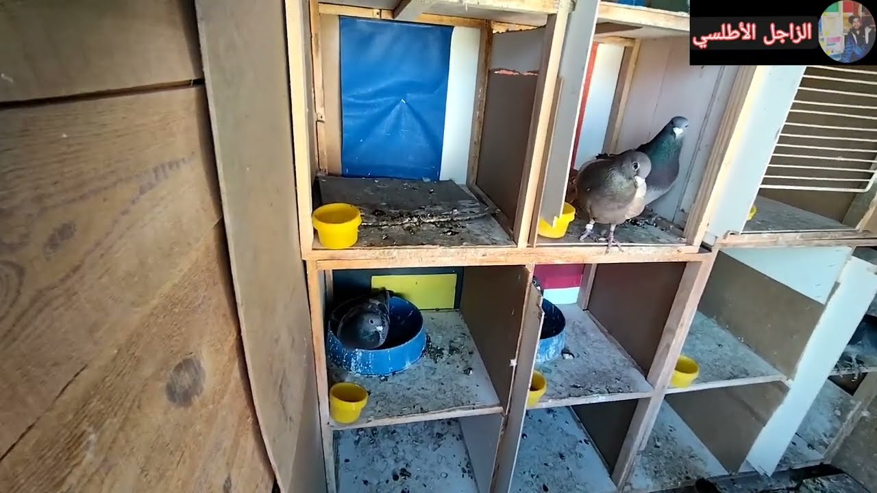 كيفاش 👀 نوكل 💪حمام الإنتاج 🕊️ +توليعة في زغليل حمام السباق🚀⛔