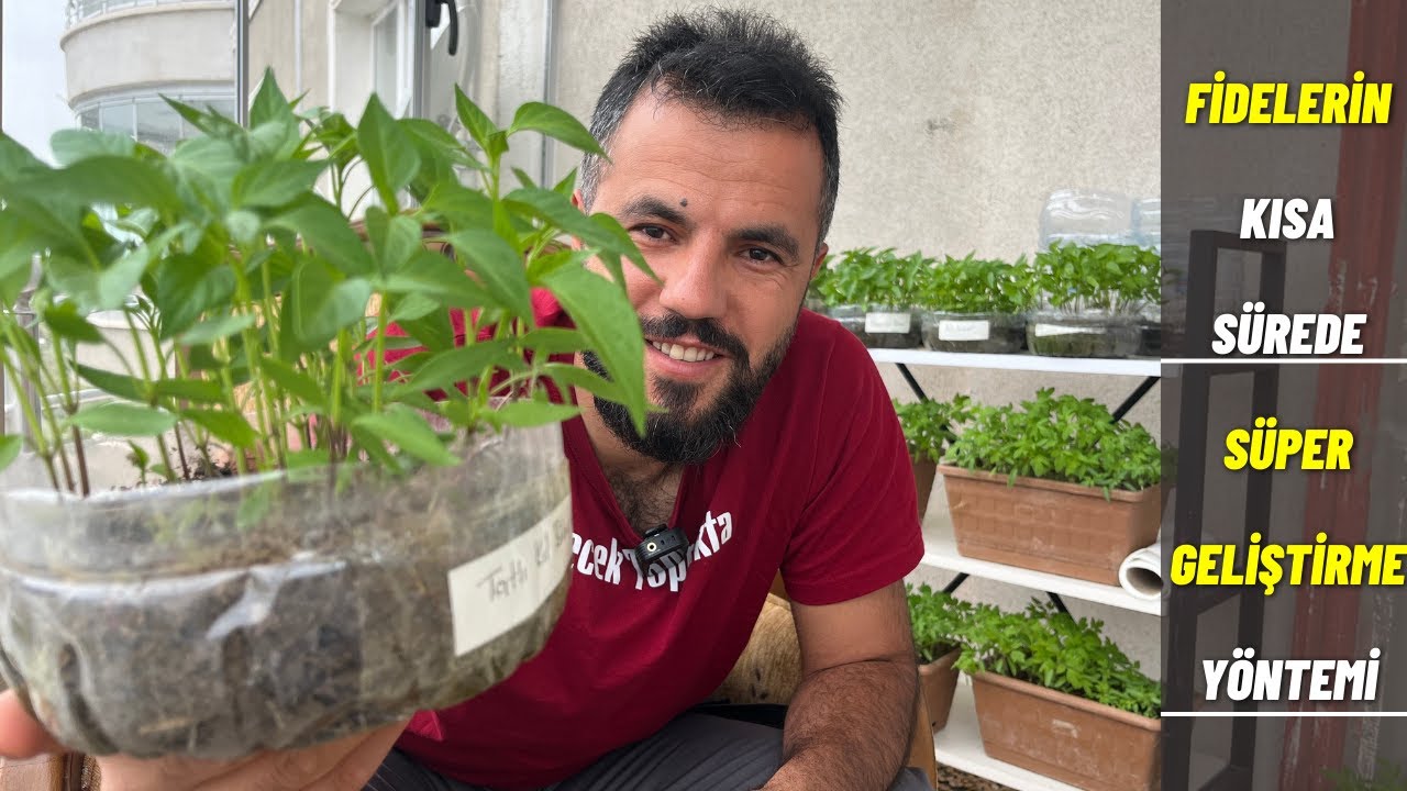 tohumdan ekilen fidelerin kısa sürede müthiş büyüme ve gelişim yöntemi