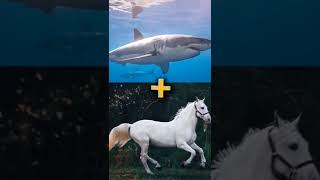 Shark + Horse = 😂