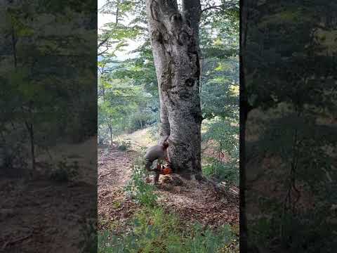 Video: Prerja e një peme mesquite - Mësoni si të krasitni pemët e mesquite